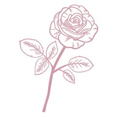 DL Rose PM